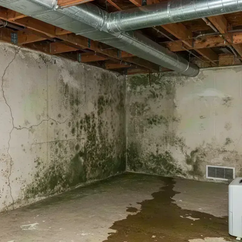 Professional Mold Removal in Beckemeyer, IL